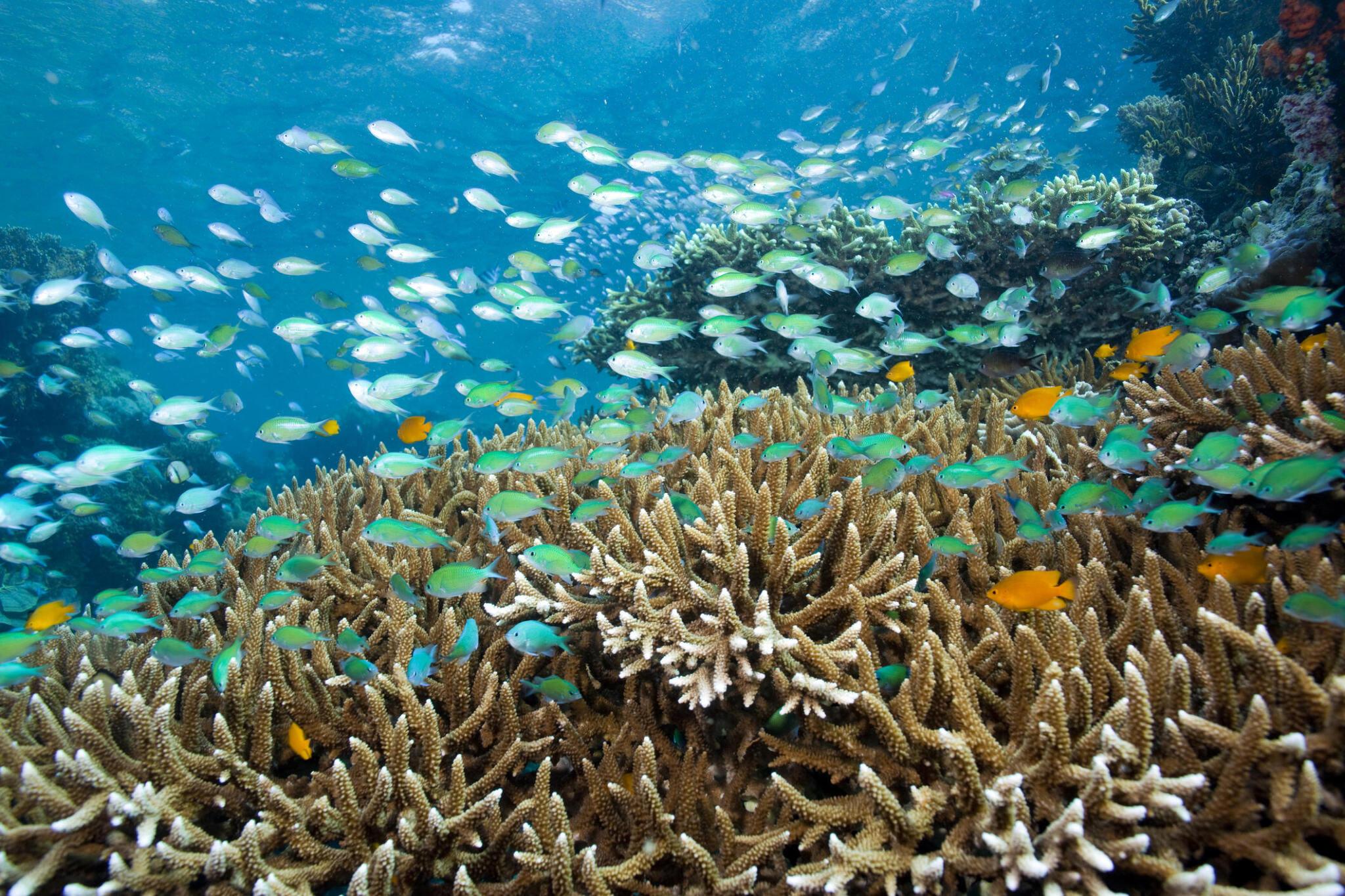 Menjangan Island Snorkeling: Discover the Underwater Marvels