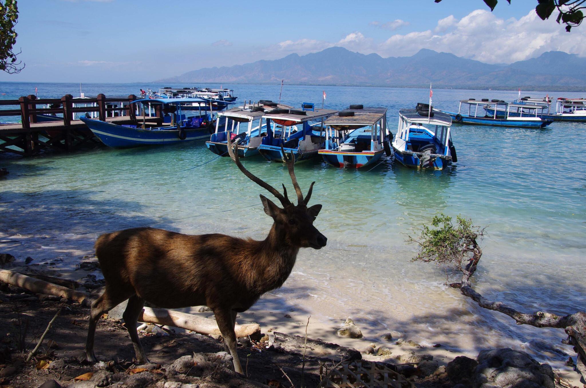 Menjangan Island Snorkeling: Discover the Underwater Marvels