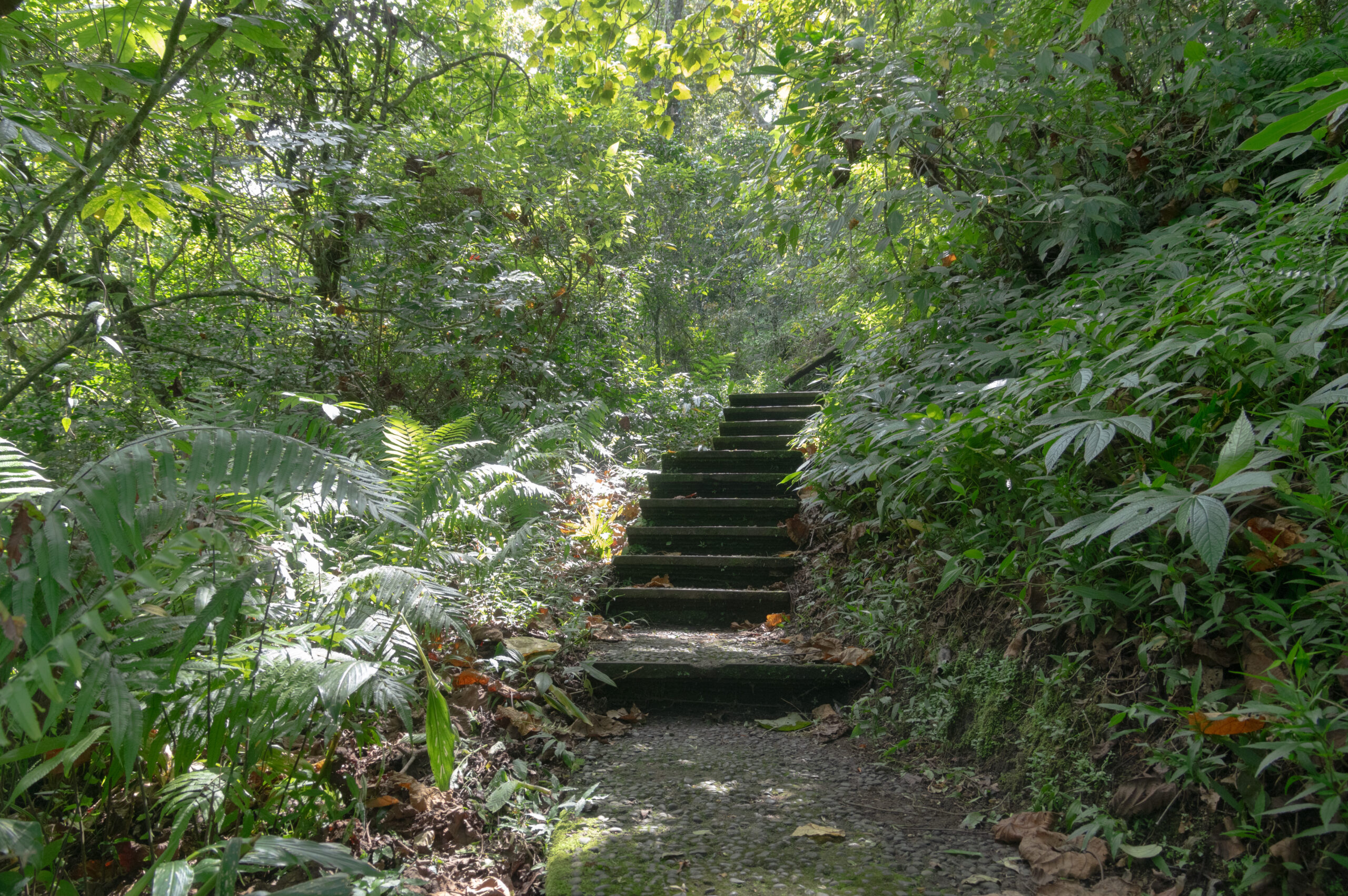 Banyumala Waterfall, Tamblingan Rain Forest Trek, and Canoeing