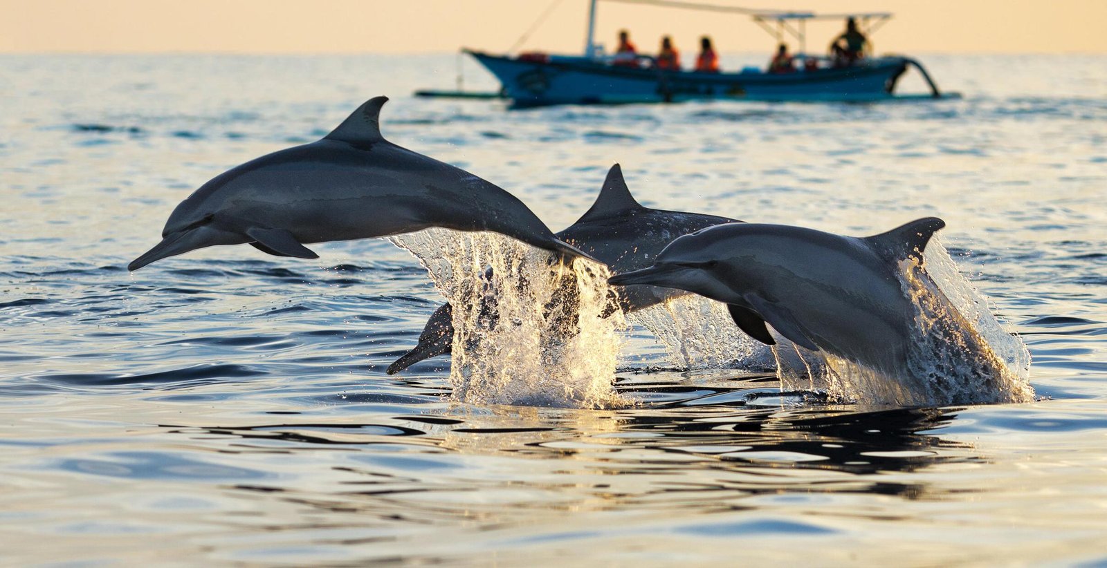 Lovina Dolphin Watching Tour, Hot Springs, and Balinese Traditional Market